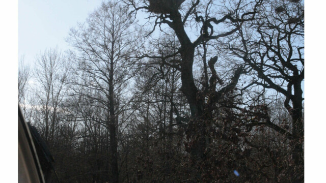 Arbre en hiver, couleur, Audrey Pollet