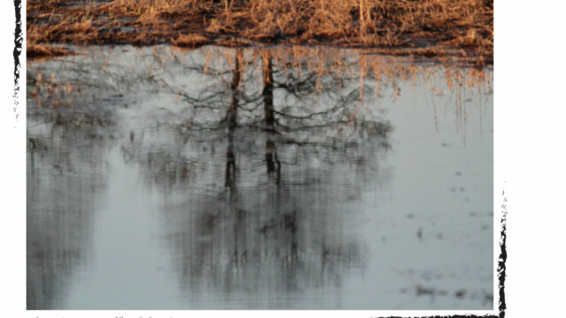 Reflet d'arbres sur un lac, Biélorussie, couleur, Audrey Pollet