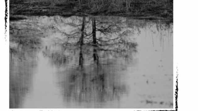 Reflet d'arbres sur un lac en hiver, Biélorussie, noir et blanc, Audrey Pollet