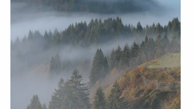 Brume sur les sapins, couleur, Audrey Pollet