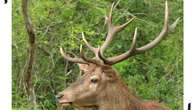 Cerf en plan rapproché, couleur, Audrey Pollet