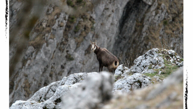 Chamois sur les rochers, qui se retourne vers la photographe, couleur, Audrey Pollet