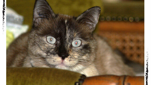 Chat couché, plan rapproché, couleur, Audrey Pollet