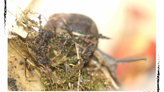 Escargot, gros plan, couleur, Audrey Pollet