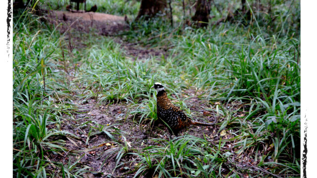 Faisan vénéré en pleine forêt, posé au sol, couleur, Audrey Pollet