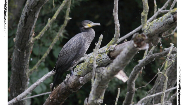 Grand cormoran posé sur une branche, couleur, Audrey Pollet