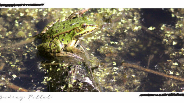 Grenouille verte en gros plan dans son marécage, couleur, Audrey Pollet
