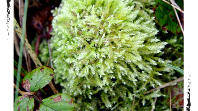 Gros plan sur une plante vert clair dans la nature, couleur, Audrey Pollet