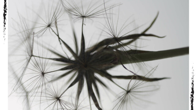 Fleur de pissenlit en contre-plongée, noir et blanc, Audrey Pollet