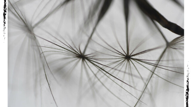 Plusieurs pissenlits en contre-plongée, noir et blanc, Audrey Pollet