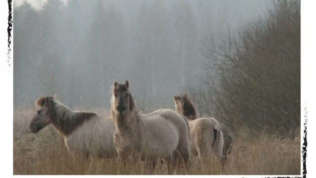 Chevaux Tarpans dans la nature, Biélorussie, couleur, Audrey Pollet