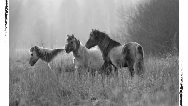Chevaux Tarpans dans la nature, Biélorussie, noir et blanc, Audrey Pollet
